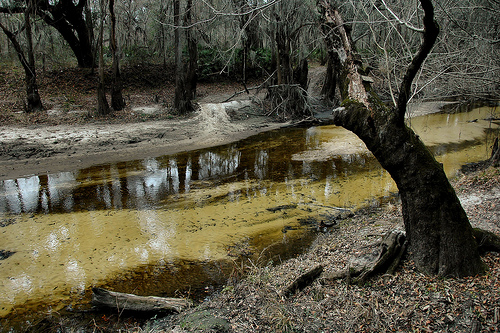 withlacoochee-river-ga-lowndes-county-pristine-natural-area-threatened-by-overpopulation-small-river-ecosystem-photograph-copyright-brian-brown-vanishing-south-georgia-usa-2015