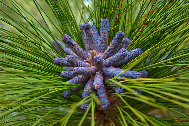 Longleaf Pine Pinus palustris Bloom Male Cone Formation Ben Hill County GA Photograph Copyright Brian Brown Vanishing South Georgia USA 2016