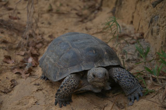 ben hill county ga endangered gopher tortoise photograph copyright brian brown vanishing south georgia usa 2016