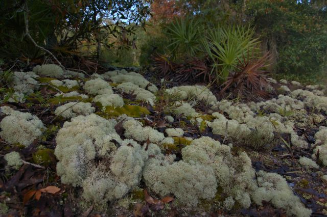 irwin-county-ga-alapaha-river-scrublands-lichens-photograph-copyright-brian-brown-vanishing-south-georgia-usa-2016