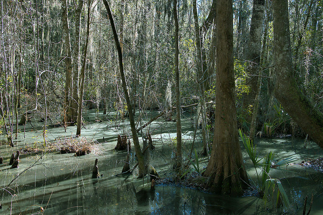 Cay Creek Liberty County GA Freshwater Swamp in Transitional Coastal Wetland Photograph Copyright Brian Brown Vanishing Coastal Georgia USA 2015